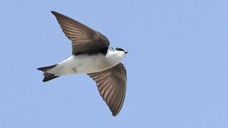 Swallows | Bird Identification Guide