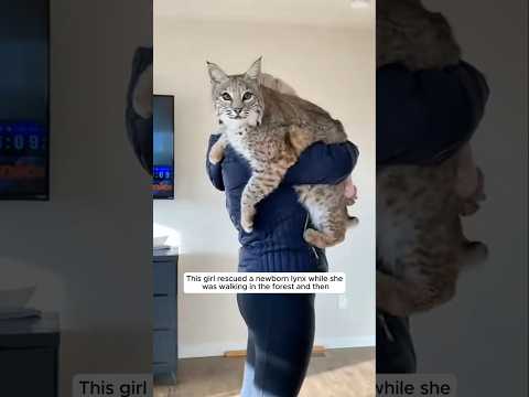 This girl rescued a motherless baby lynx and then #animalshorts #shortsvideo #lynx