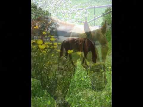 Momenti...ai cavalieri del lago