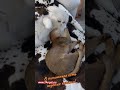 Клубные абиссинские котята - фото 1