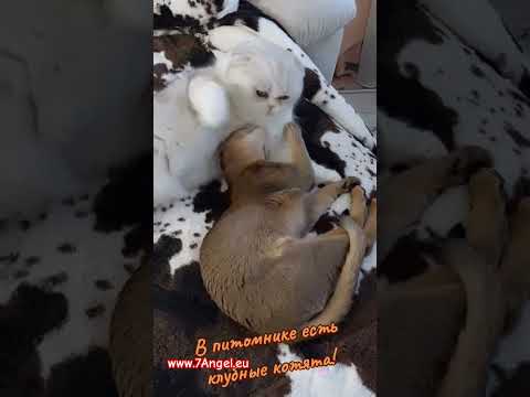 Клубные абиссинские котята