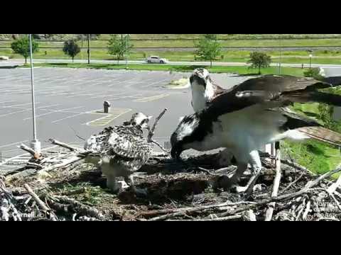 Louis Brings Brunch - Hellgate Osprey nest - Missoula, MT - July 7, 2018