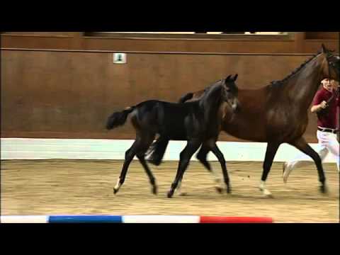 Stutfohlen v. Cormint - Casall