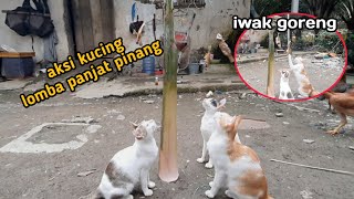 Download lagu AKSI KUCING LOMBA PANJAT PINANG mp3