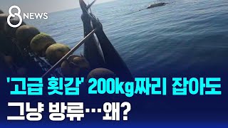 '고급 횟감' 200kg짜리 잡아도 그냥 방류..왜? / SBS 8뉴스