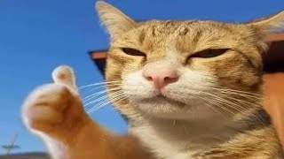 Hilarious Animal Videos That Will Make You Laugh 😂😂