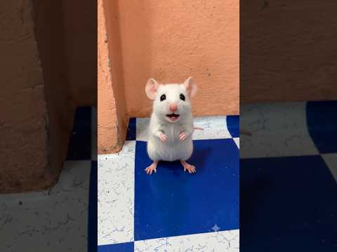 बिल्ली से चुवे को बचाया 😨😱ll #shortsfeed #helping #thar #robot #vikassir #shorts