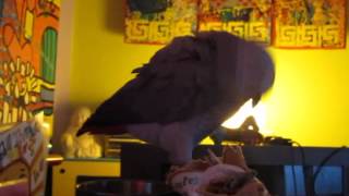African Grey parrot Romy-O loves John Zorn!