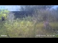 Panther Vocalizations