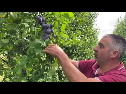 Hauszwetschgen - gold-gelb und süß