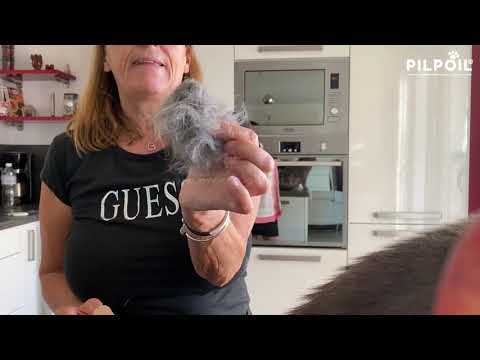 Vidéo client chat poils longs 1