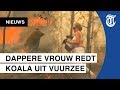 Honderden koala’s dood door bosbranden
