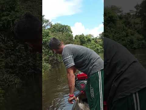 macaco no igarapé de Guajará Amazonas