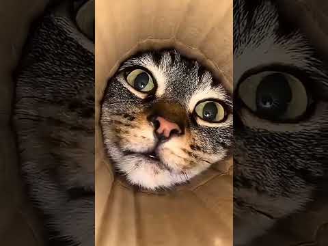 هجمت علي