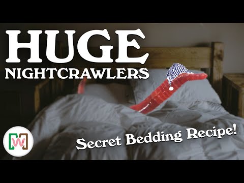 How to Create bedding  for European Night crawlers  Worms That Is Guaranteed to Get Results