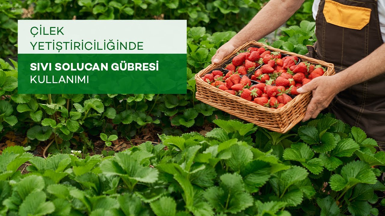 Çilek'te Sıvı Solucan Gübresi Kullanımı
