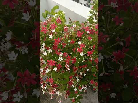 Flowers | subscribe everyone 🖤| Support #youtubeshorts