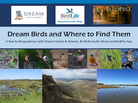 Birding Webinar: Dream Birds & Where to Find Them in South Africa