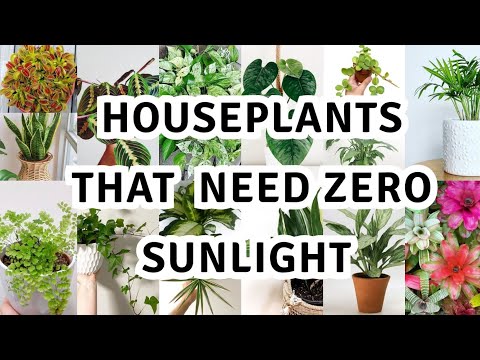 image-Do plants in a vase need sunlight?