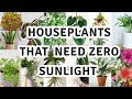 17 houseplant that can survive darkest corner of your house / The Best Low Light Houseplants