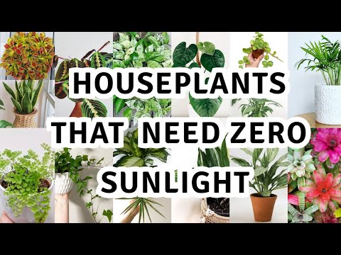 17 houseplant that can survive darkest corner of your house / The Best Low Light Houseplants
