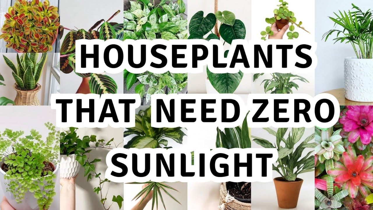 Does Dracaena need sunlight?