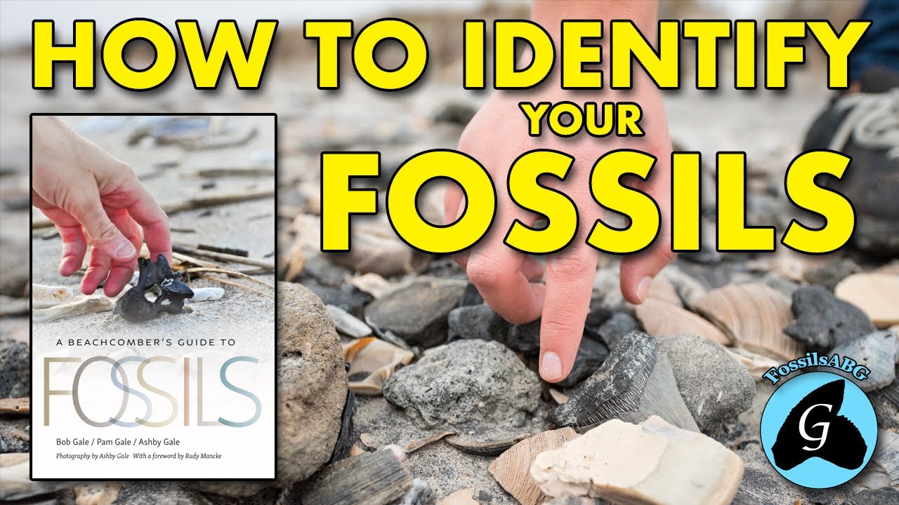 How to Identify your Fossils with FossilsABG!