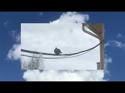 Slack Bird - Ievan polkka (Official Video)