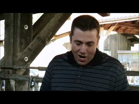 LUCERN - farma Limuzin goveda - Limousine farm