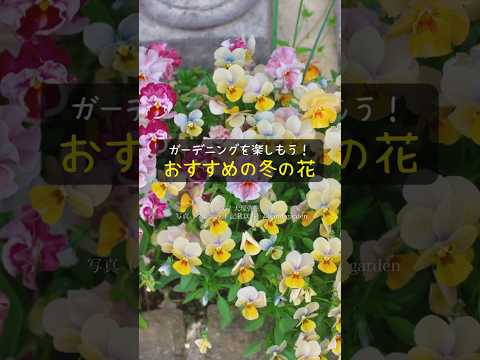 ジプラデニアは冬にいつ持ち込むべきですか?花を寒さから守るためのヒント  庭園