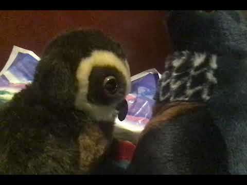 (trailer) battle of the tui season 2 the old days