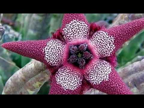 ELISAMA A VERDADE PLAYBACK 1 TOM ABAIXO