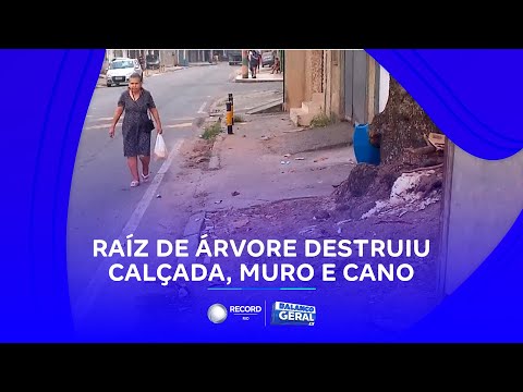 Amendoeira ameaça moradores de Nova Iguaçu após destruir calçada e muro | Balanço Geral RJ