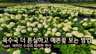 목수국 튼실하고 예쁜꽃 보는방법&수국교육신청공지