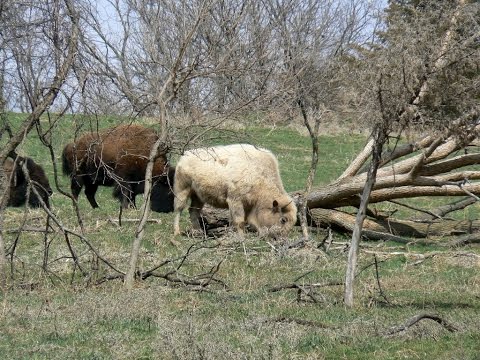 Le bison blanc - Jacky Galou