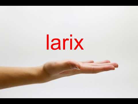 How to Pronounce larix - American English