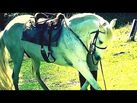Alma Gaúcha - Sirlei e Maurício