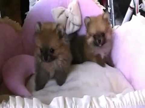 download lagu mp3 mp4 Micro Teacup Pomeranian Puppies For Sale In Texas, download lagu Micro Teacup Pomeranian Puppies For Sale In Texas gratis, unduh video klip Micro Teacup Pomeranian Puppies For Sale In Texas