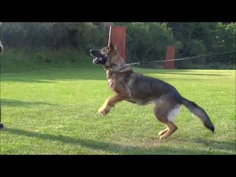 Jagira Aykmar - obrana 6/2018