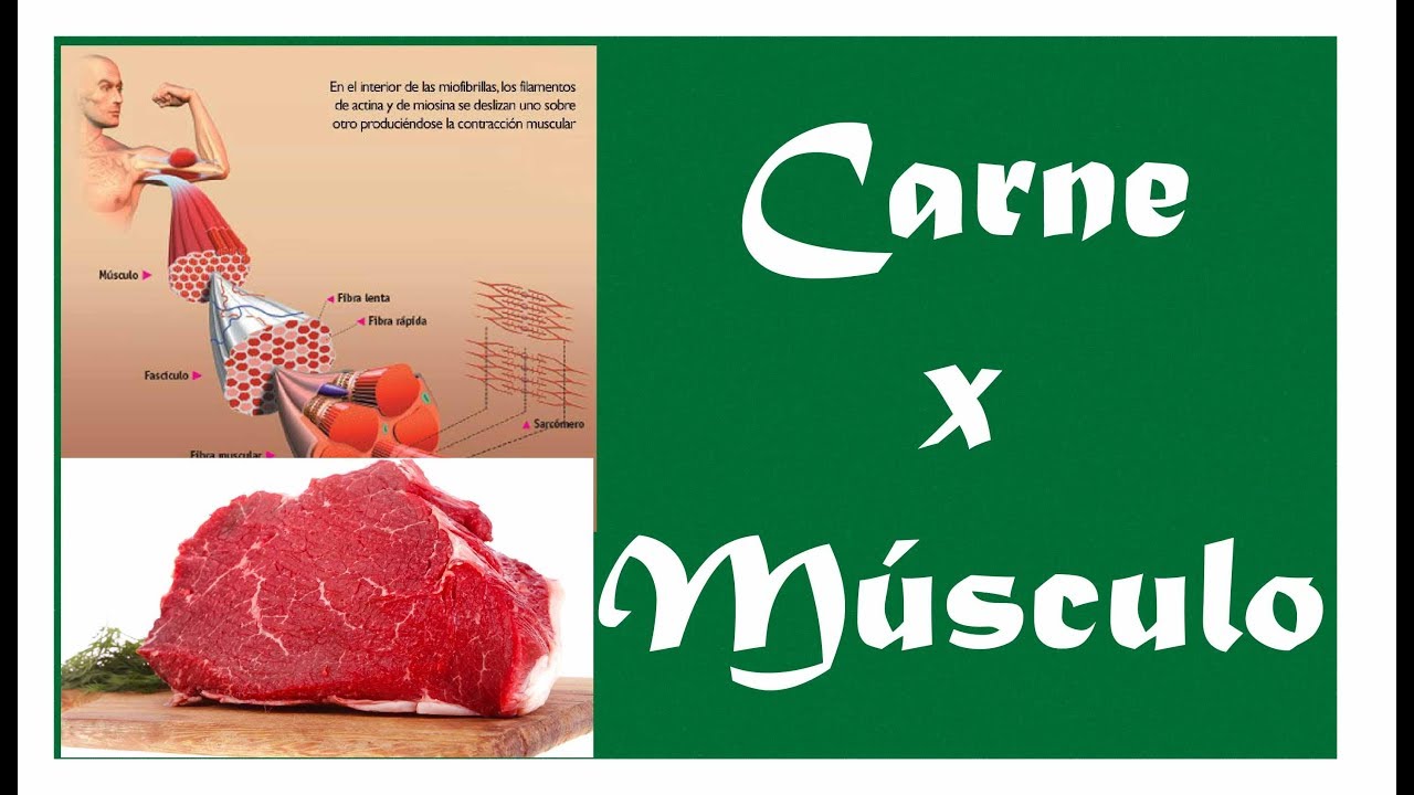 3 - Como o músculo vira carne?