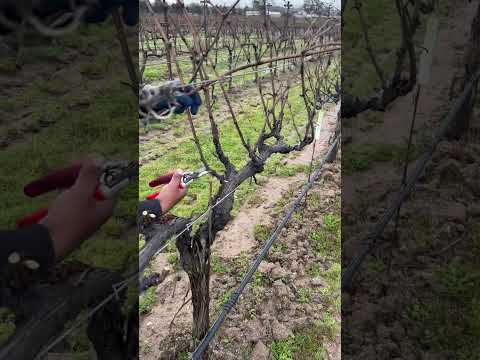 , title : 'poda de uva para vino #poda #pruning'