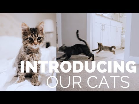 INTRODUCING OUR KITTEN TO OUR CAT | HEATHER FERN