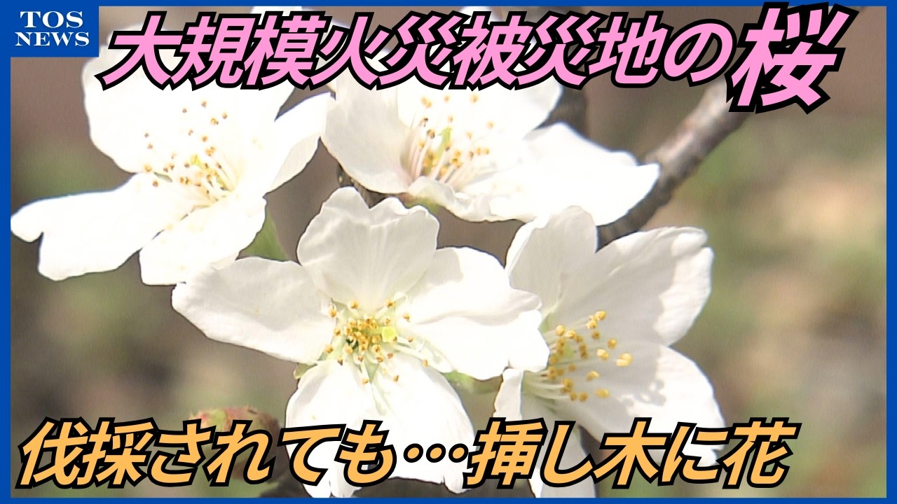 焼け残ったサクラ 力強く咲く　大規模火災があった佐賀関　伐採後に栽培の挿し木にも花が　大分