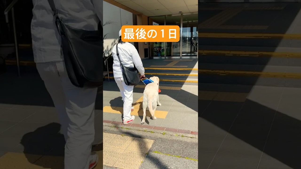 【最後の１日】盲導犬氷次郎🦮今まで本当に本当にありがとう❣️#shorts  #labrador  #盲導犬