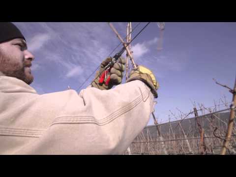 How to Prune Grapevines: Flat Cane / VSP Trellis