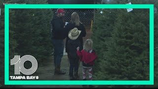 Tips on keeping a real Christmas tree alive and from drying out