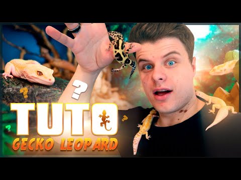 THIS LEOPARD GECKO 😲 (the most complete leopard gecko tutorial on YouTube 😜) - EUBLEPHARIS