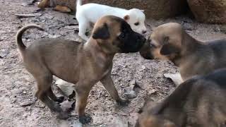 #doglife #shortvideo #dogs #beautifuldogs #amazingdogs #animals #cutedogs #funnyanimal #funnydogs