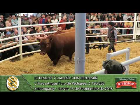 13-09-18 Venta de Toros Angus P.P. - Cabaña Don Benjamín - Saldungaray