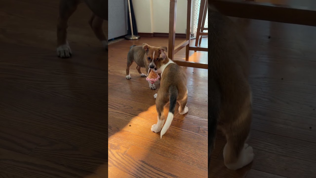 Roxy, a ADOPTABLE mixed breed in Fort Collins, CO video 6/6